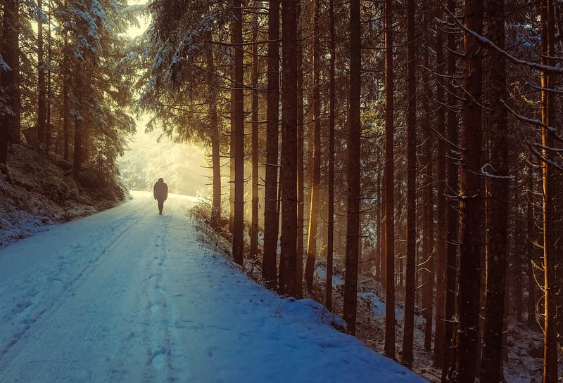 Mindful Walking in Nature
